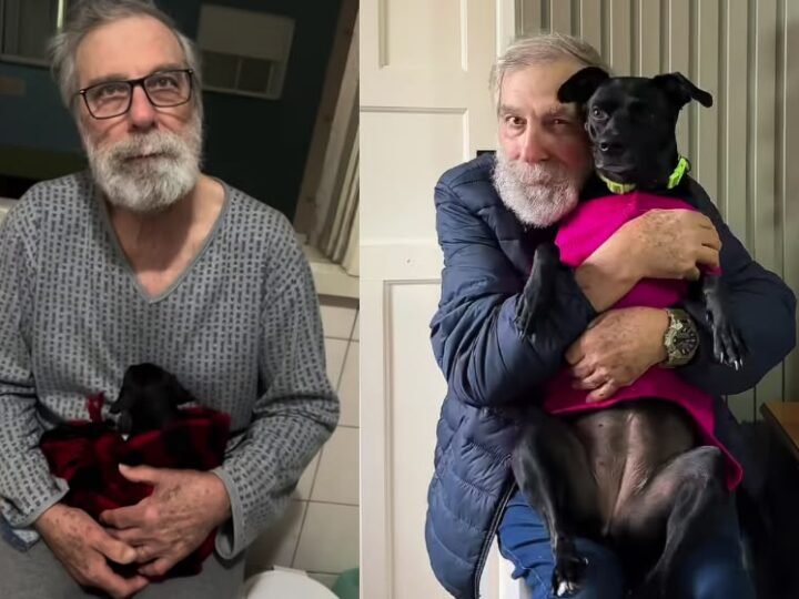 Idoso não queria ganhar filhote após perder cachorro: olha como eles estão hoje