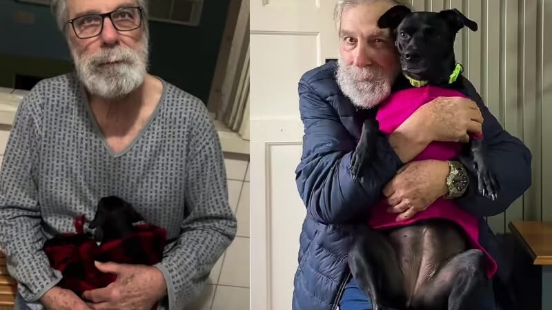 Idoso não queria ganhar filhote após perder cachorro: olha como eles estão hoje