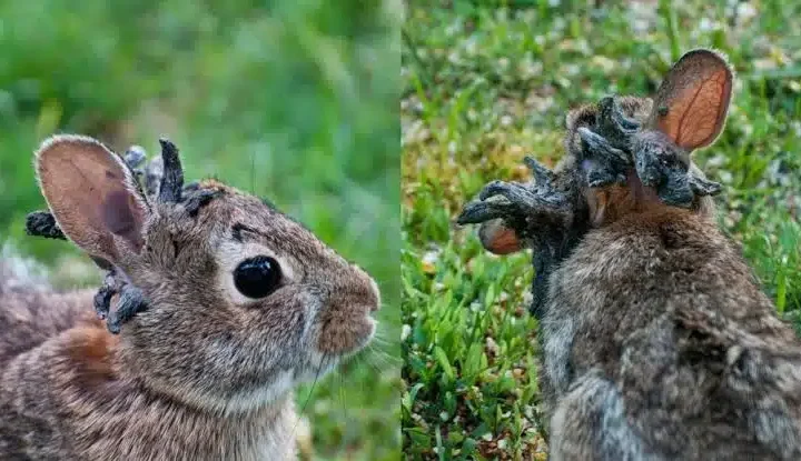 Coelhos com tentáculos na cabeça voltam a aparecer e autoridades fazem alerta